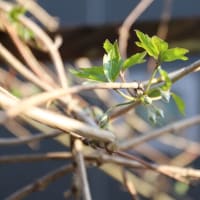 蕾が少ない