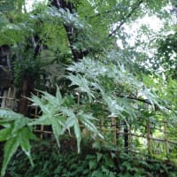京都ロングステイ⑩