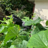 家庭菜園