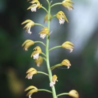 近場で少しだけ花散策！（オオヤマレンゲとキンラン、クモキリソウと！）