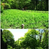 赤城自然園石楠花とツツジ　　R- 7- 5- 8