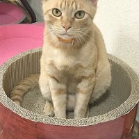 可愛いニャンコたち