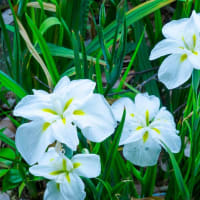 大村公園の「おおむら花菖蒲まつり」　2025/6/1