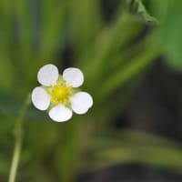 白い花