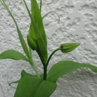 グロリオサに蕾が付き始めました！