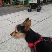 パー子と幽玄な世界へ