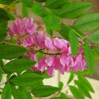 ニワフジの花