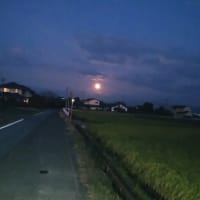 らんまん最終回＆つゆ草