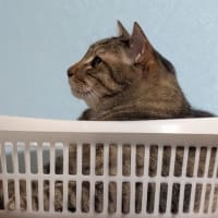 やっぱり