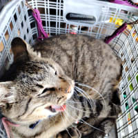 カゴの猫。