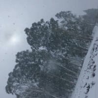 明けまして大雪です