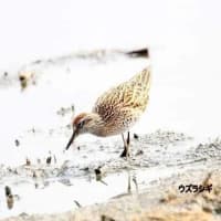07/06お気に入りの野鳥-5（ウズラシギ）