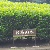 サクラのあとは・・・