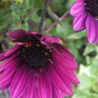 通りすがり花写メ〓４月19日22時00分〓