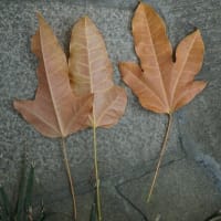 晩春～初夏の花：ゴウシュウアオギリ