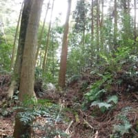 城と歴史歩きを楽しむ