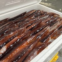 今日も暑うございます。