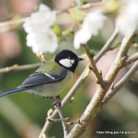 シジュウカラ　3月29日