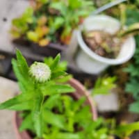 鉢植え