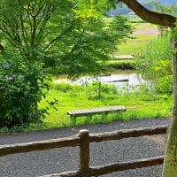 梅雨の真夏日に