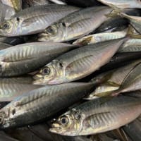 萩産瀬つきアジでアジフライとアジ丼のセット