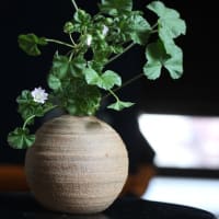 銭葉葵（ゼニバアオイ）