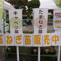 たまねぎの苗植付　♬時代（中島みゆき）