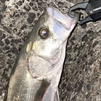 プチ爆釣⁉️