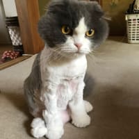 今日はパーティー