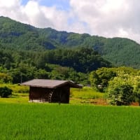 朝方は涼しいですが・・・