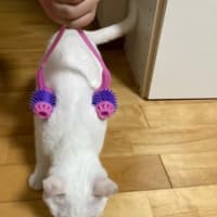 ありがた迷惑にゃクロちゃん
