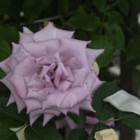 バラの花色々