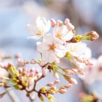 大宮公園の桜（４月２日）　その２２