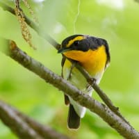 近所の池・・・キビタキはオス君です！