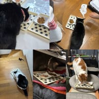 2025/6/23の朝ごはん
