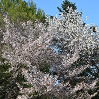桜の花は続く