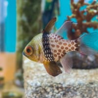 みとしーラボの生き物 2024冬～2025春　前編