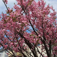 八重桜満開、ライラック開花！