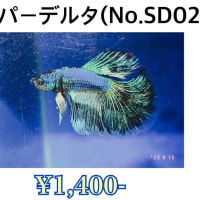 ベタ入荷しました！