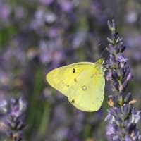 ラベンダー畑で蝶が舞う