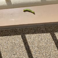 見方によれば残酷な行為だったのだ