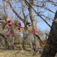 桜満開の三神峯公園