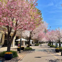柏の葉キャンパス駅前の八重桜並木