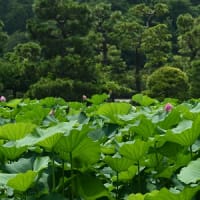 ８月の三溪園　横浜　2024