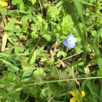ちょっとくたびれてたりもしたけれど、私はげんきです。