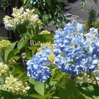 ダメかと思っていましたが･･･
