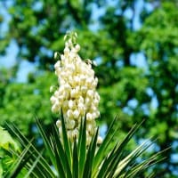 ボタンクサギ、エゾミソハギ、ニオイシュロラン、モナルダ（板橋区立赤塚植物園 2025.6.28 撮影）
