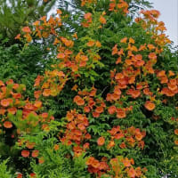 ノウゼンカズラ満開はや「盛夏」＠北陸新幹線上越妙高駅界隈