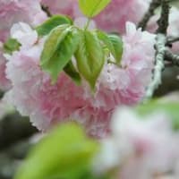 八重桜が満開　４月１９日の尼寺