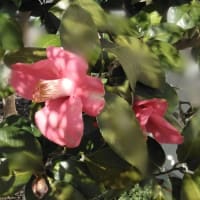 春の訪れ✨　庭のお花も見頃をむかえました✨